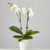 Pet Friendly?
NO . Phalaenopsis orchids are non-toxic to cats and dogs according