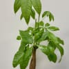 A popular low maintenance house plant, given often to bring good fortune.