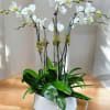 White orchid plant in a white pot with glossy green leaves
