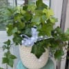 Potted ivy plant in a textured white container with a ribbon