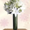 A column of pure white lilies rises from a clear glass vase