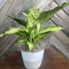A bold tropical houseplant showstopper in a sleek 6-inch two-tone concrete planter.
Hand-picked
