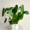 We have a wide range of easy-care plants available throughout the year