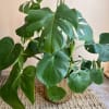 Monstera deliciosa, also known as the Swiss cheese plant, is a fast-growing