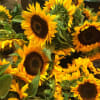 Cluster of bright yellow sunflowers with dark centers