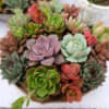 Clustered succulent arrangement in a shallow container