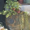 Interesting vase-like pot filled with succulents providing height and some hanging effect