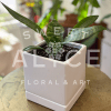 Small snake plant in a white square pot