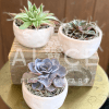 Dainty and modern, these pretty little succulents are sure to add delight