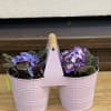 Two 4" violets in a double bucket handled planter. 