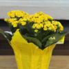 A 6" kalanchoe with a pot cover. 
