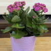 A 6" kalanchoe in a tin bucket. 
