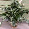 Potted peace lily with white blooms in a woven basket