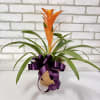 Orange bromeliad plant in a woven basket with a purple ribbon