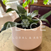 Beautiful hahnii sansevieria planted in a complementary 5" ceramic pot.  This