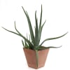 Potted aloe plant in a copper-colored square container