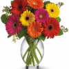Colorful gerbera daisies arranged in a clear glass vase