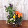 Grapevine basket is filled with assorted annual plants. 