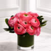 A chic luxury arrangement featuring premium hot pink and soft blush ranunculus