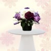 A compact cluster of purple, white, pink, and green blooms creates an