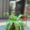 A sculptural, living kokedama that brings a calm, contemporary vibe to any