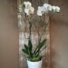 White orchid plant in a white pedestal pot