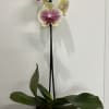 Yellow and Purple Orchid plant in a concrete cube. 