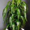 Potted dracaena plant in a white square planter