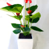 Potted anthurium plant with red blooms in a white square planter