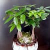 Two small potted money trees in a decorative ceramic planter