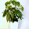 Potted green houseplant in a white square planter