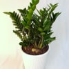 Potted green ZZ plant in a white ribbed planter