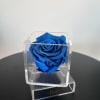 A single forever rose sits in a custom acrylic box. This petit