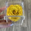 Yellow rose in a clear acrylic box