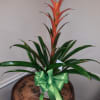 A stunning tropical easy Care plant