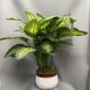 Potted variegated green houseplant in a white ceramic planter