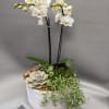 Clean, modern and quietly elegant - White Serenity is a planted arrangement