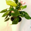 Potted anthurium plant with pink spathes in a white planter
