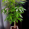Potted money tree plant with glossy green leaves in a white planter