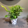 A mix of arbicola, birdsnest fern, croton and palm plants in a