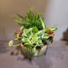 Pothos, palm, diffenbachia and syngonium plants arrive in a ceramic container.
Perfect for