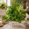 Cottage Garden Dish Garden (Medium) brings the charm of a blooming garden