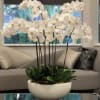 A breathtaking arrangement of pristine white Phalaenopsis orchids elegantly presented in a