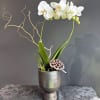 We have 4 orchid color options available for this arrangement! There's white