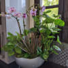 Add 2 orchids
