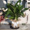 Potted peace lily arrangement with white blooms and a burlap bow