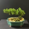 Small bonsai-style Japanese juniper in bright green, arranged in a turquoise ceramic