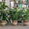 Three potted green houseplants in woven baskets