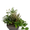 Mixed green houseplant arrangement in a round bowl planter