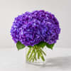 David&rsquo;s Magical Purple Hydrangea Arrangement is designed with fresh premium purple hydrangeas